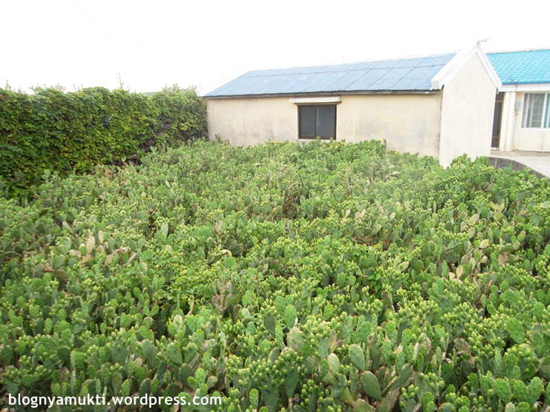 kaktus di rumah penduduk