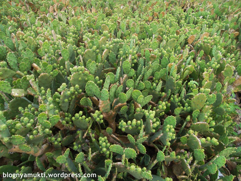 Wolryeongri Cactus Village