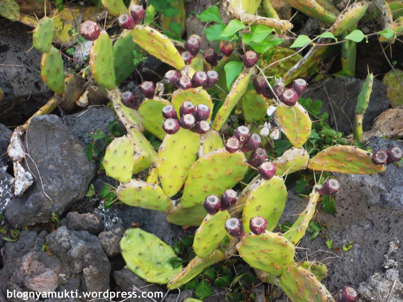 buah kaktus