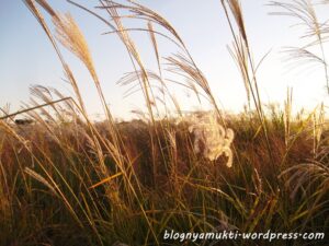 Seoul Eulalia Festival 2015