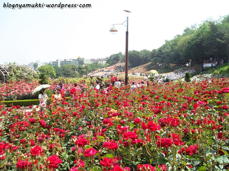 2016 bucheon rose festival 1