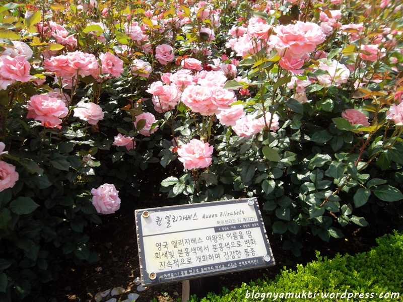 2016 bucheon rose festival 13