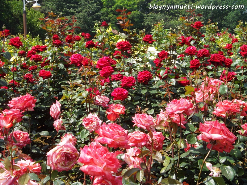 2016 bucheon rose festival 16