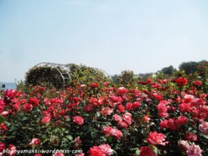 Bucheon Million Rose Garden