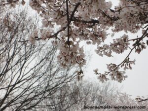 A Tropical Girl’s Spring