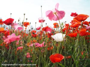 Poppy Field in Bucheon Sangdong Lake Park