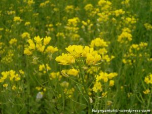 Hangang Seoraeseom Canola Festival 2016
