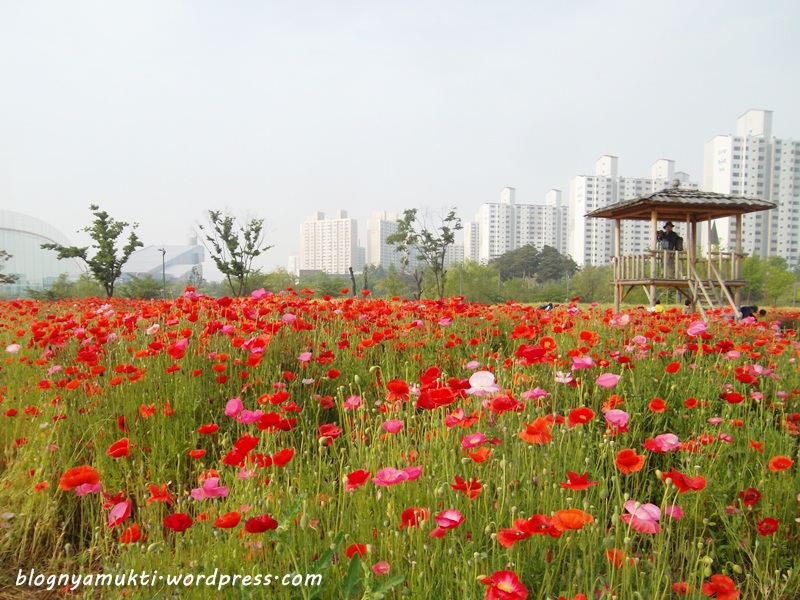 poppy field, bucheon sangdong lake park (1)