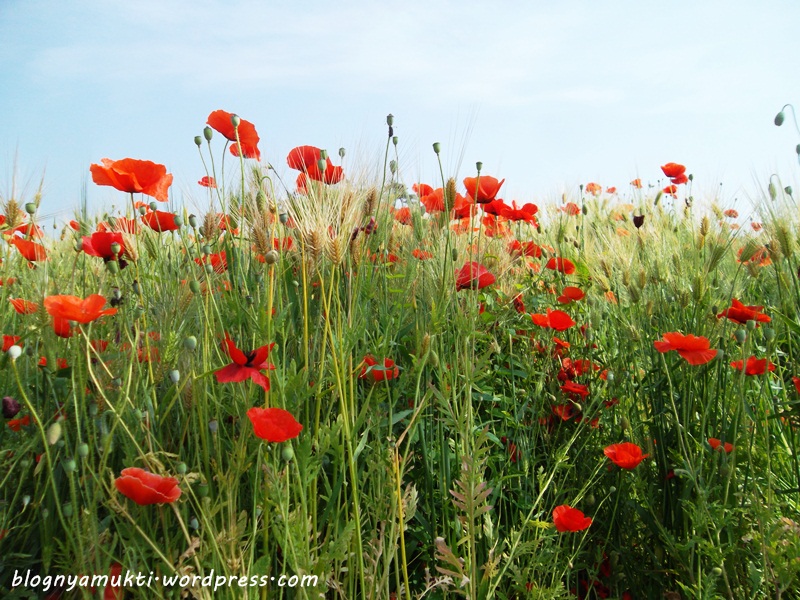 poppy field, bucheon sangdong lake park (10)