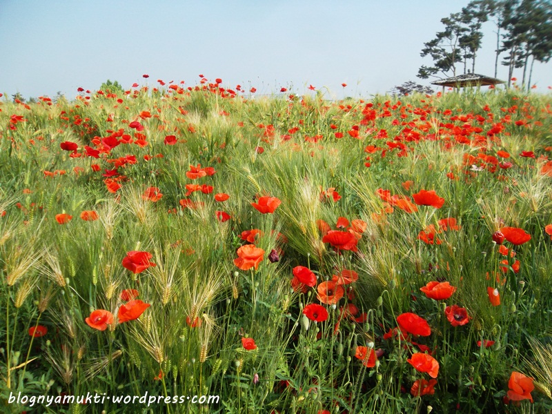 poppy field, bucheon sangdong lake park (11)