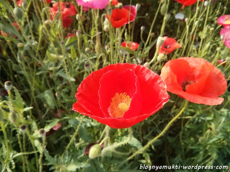 poppy field, bucheon sangdong lake park (2-1)