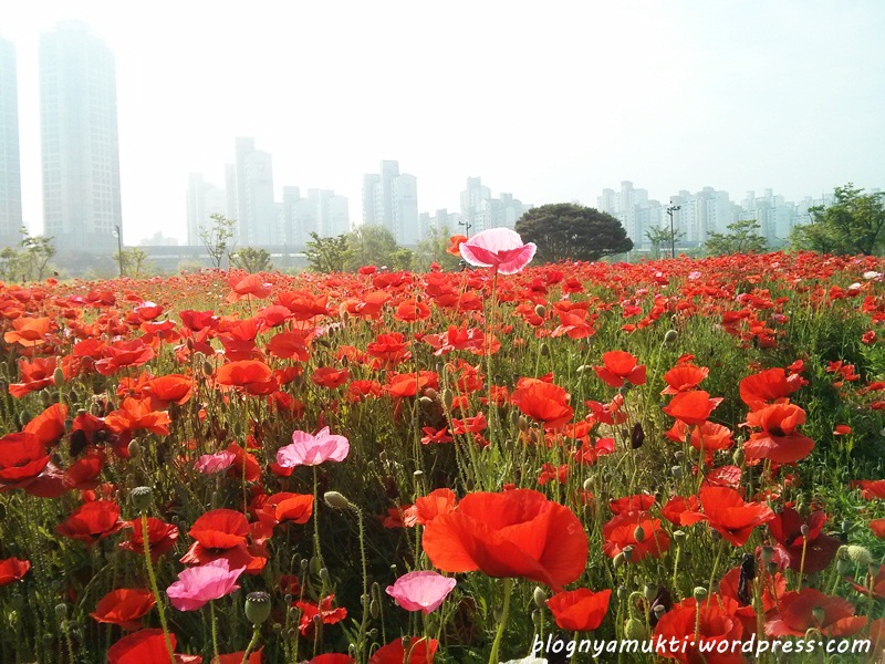 poppy field, bucheon sangdong lake park (2)