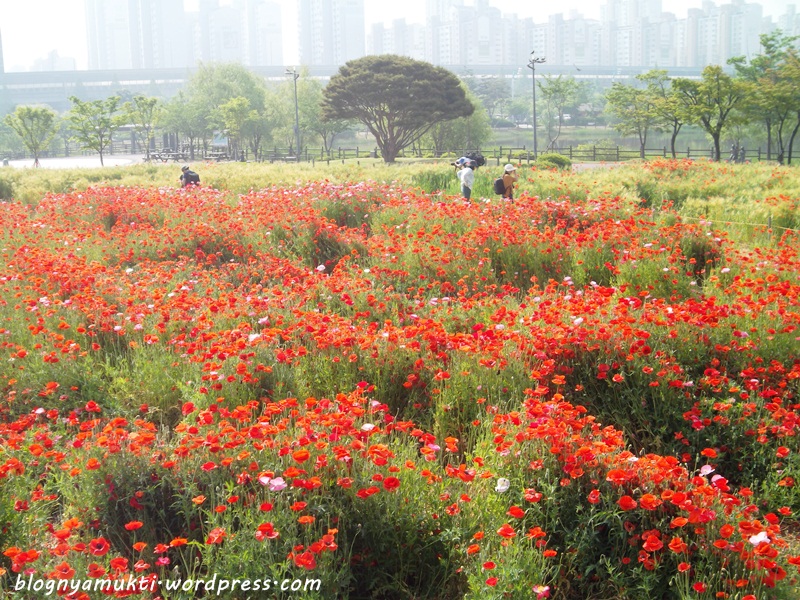 poppy field, bucheon sangdong lake park (3)