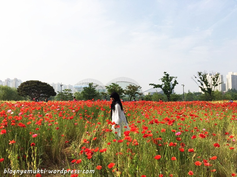 poppy field, bucheon sangdong lake park (5)