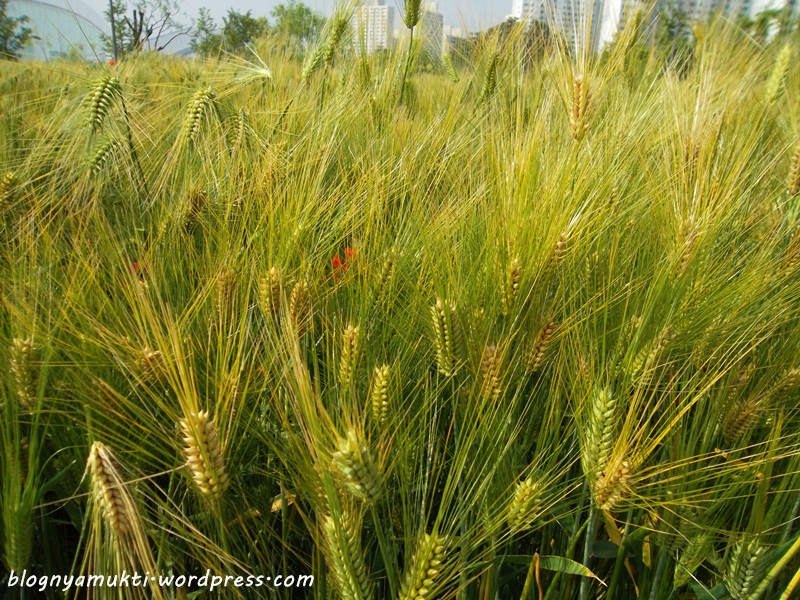 poppy field, bucheon sangdong lake park (6)