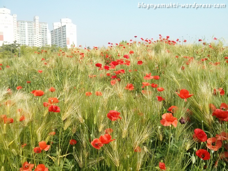 poppy field, bucheon sangdong lake park (7-1)