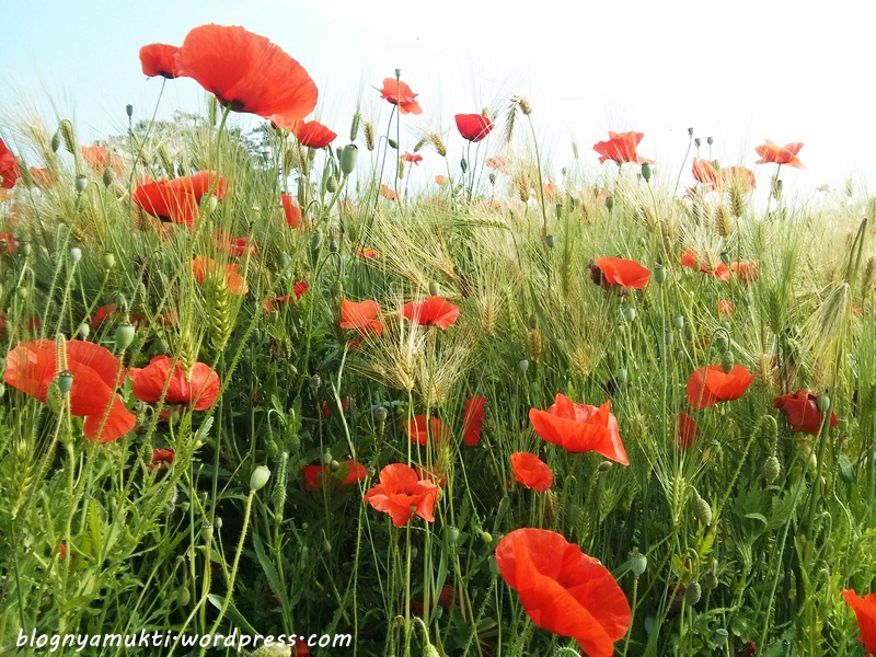 poppy field, bucheon sangdong lake park (7-2)