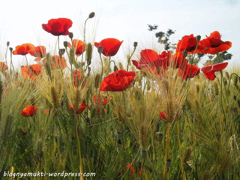 poppy field, bucheon sangdong lake park (7)
