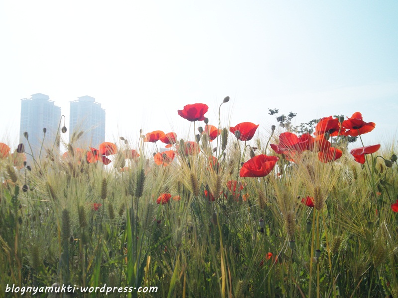poppy field, bucheon sangdong lake park (8)