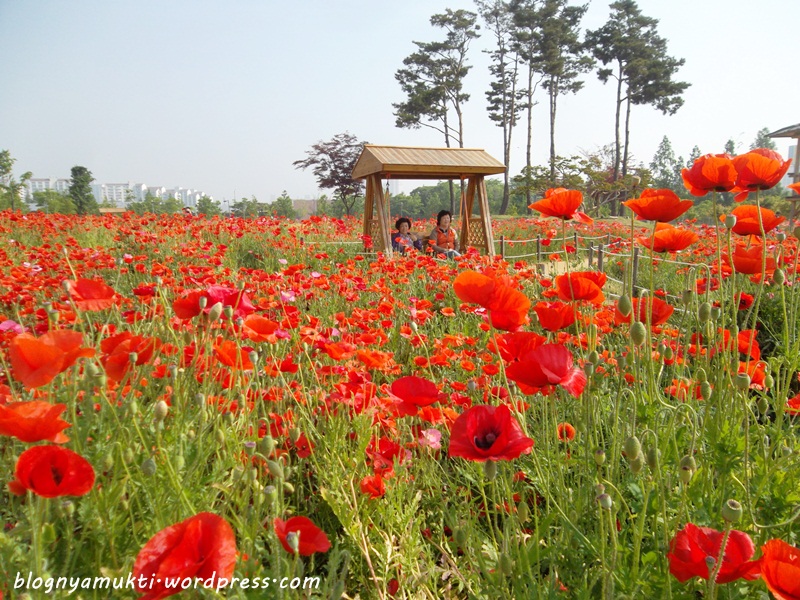 poppy field, bucheon sangdong lake park (9)