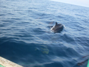 Teluk Kiluan: Superb!